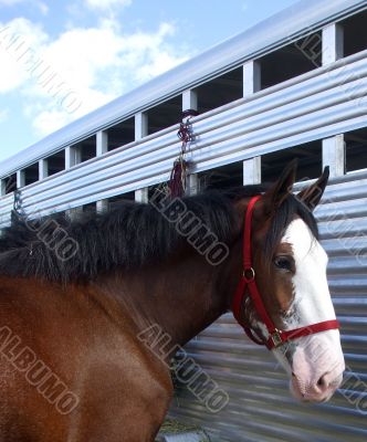 Clydesdale Horse and Trailer