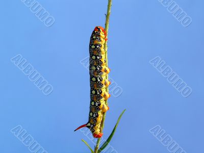  Motley caterpillar on a stalk