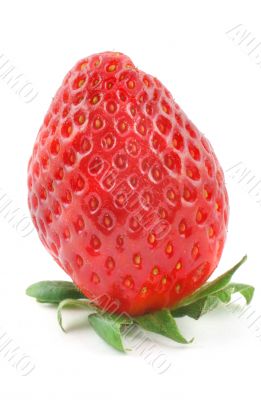 fresh delicious strawberry standing on its stalk
