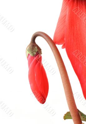 new life develops