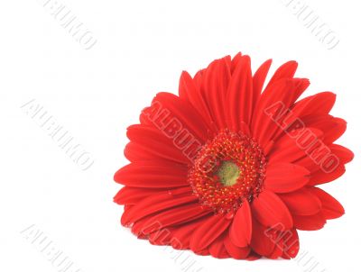 Red gerbera lying on white copyspace