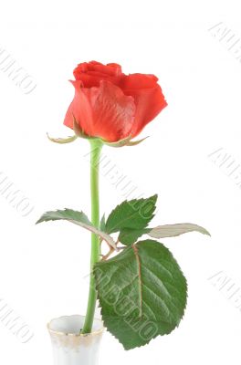 single rose on white