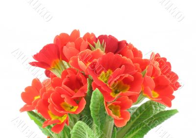 beautiful vivid flowers on white background