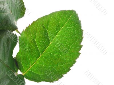 green vivid leaf details on white