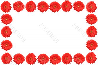 high resolution gerbera frame