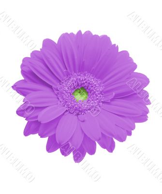 isolated purple gerbera on pure white background