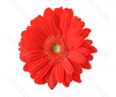 red gerbera isolated on pure white background