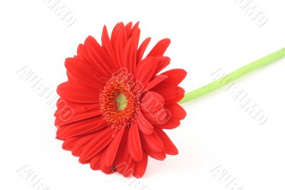 red beauty on white background