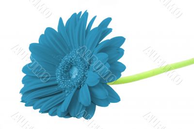 winter gerbera on white