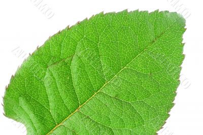 green vivid leaf details