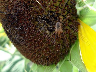 Spider on sunflower