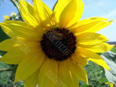 Flower of sunflower on the field Flower of sunflower on the field