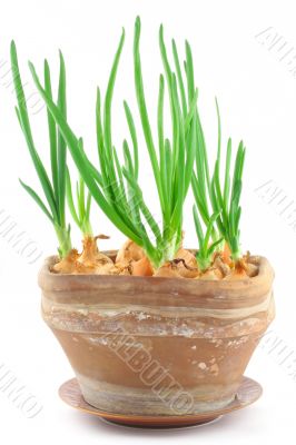 home-grown chive in a vintage pot