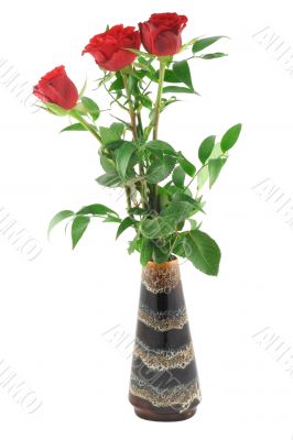roses in vase - pure white background