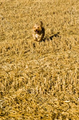 Terrier Dog Running in Straw Stubble