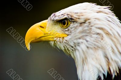 American Eagle  - Bird of Prey