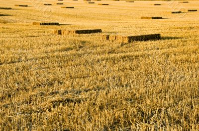 Straw Stubble Crop Harvest