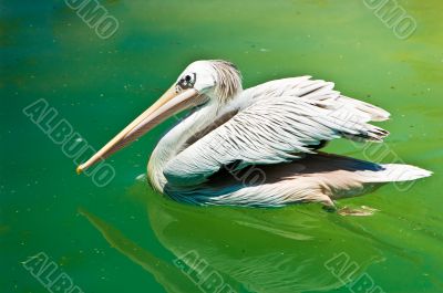 Crested White Pelican Bird