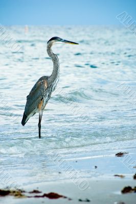 Heron - Bird in Sea Water