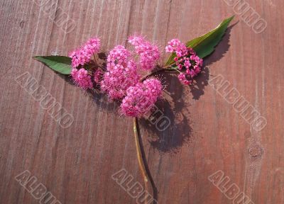 Inflorescence red flowers