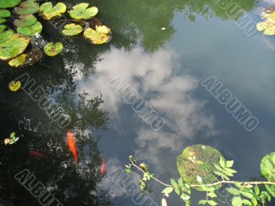 building reflected in goldfish pond building reflected in goldfish pond