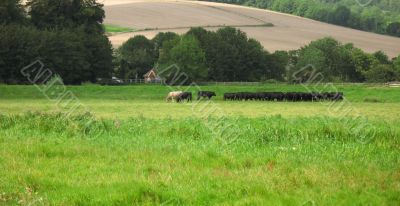 country side scene