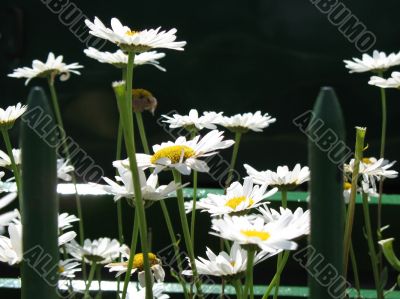 bright daisies