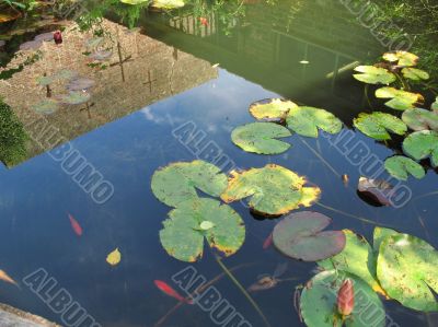 fish pond and reflection