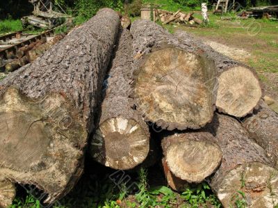 Pile of logs