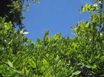 bushy foliage against blue sky
