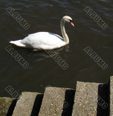 Swan swimming past harbour steps
