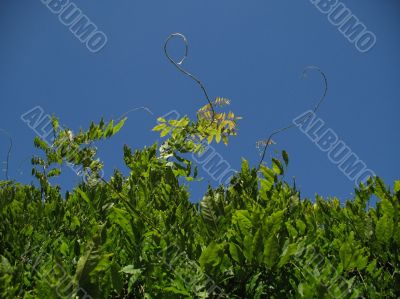 tree foliage against clear blue sky