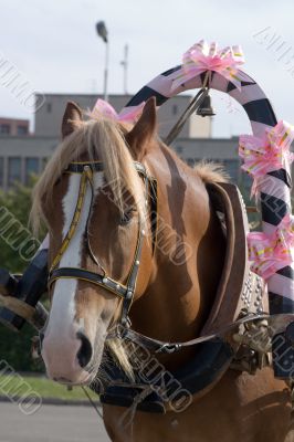 The decorated horse in a harness.