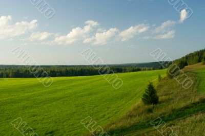 Beautiful summer landscape. The nature.