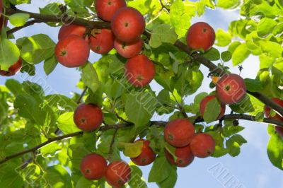 Ripe red apples on a tree