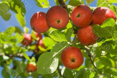 Ripe red apples on a tree