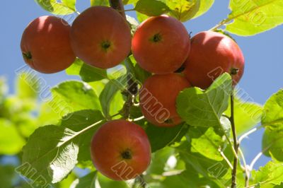 Ripe red apples on a tree