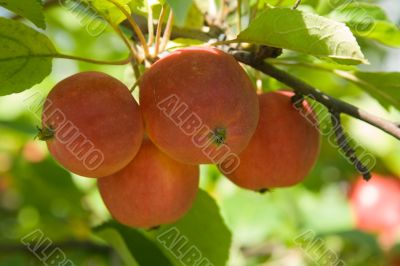 Ripe red apples on a tree