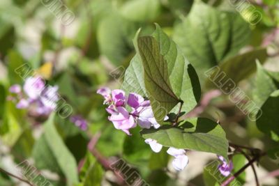 purple vine flowers