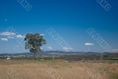 Rural Landscape: Horse, Tree and Pylons Rural Landscape: Horse, Tree and Pylons