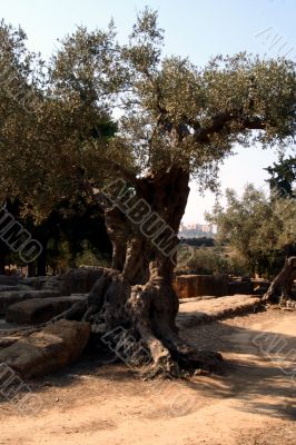 Oil Tree in Sicily at summer