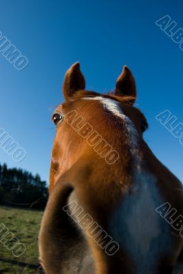 Equine Caricature