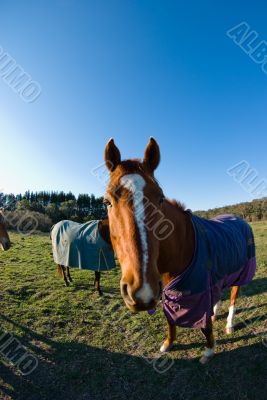 Equine Caricature