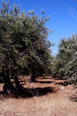 Oil Tree in Sicily at summer