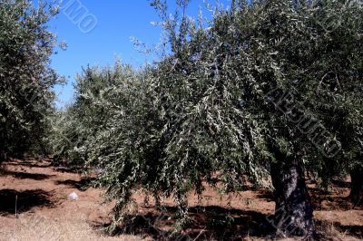 Oil Tree in Sicily at summer