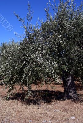 Oil Tree in Sicily at summer
