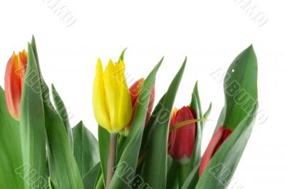 bouquet of colorful tulips on white