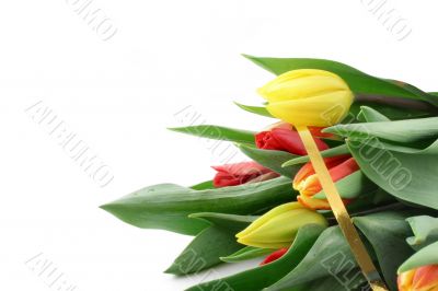 bouquet of colorful tulips on white
