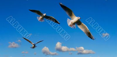 bright sky panorama  with seagulls