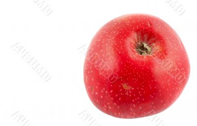 tasty  red apple - pure white background